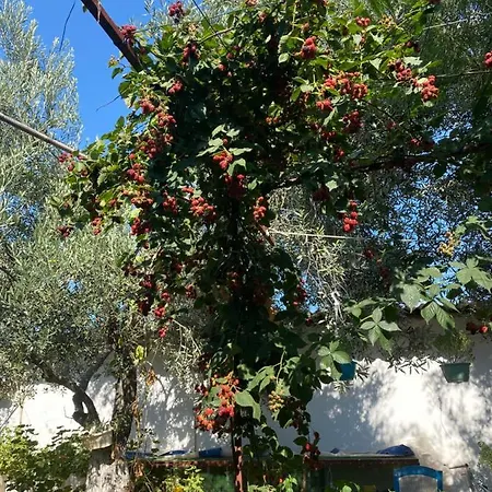 Luxury tent Egri Zeytin Ahmetce (Ayvacik)