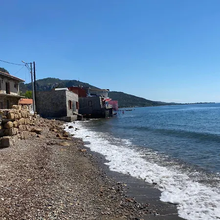 Egri Zeytin Ahmetce (Ayvacik)