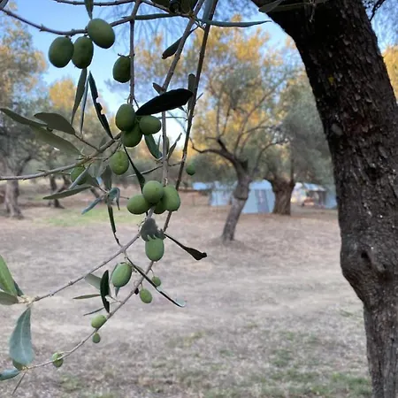 Egri Zeytin Luxury tent Ahmetce (Ayvacik)