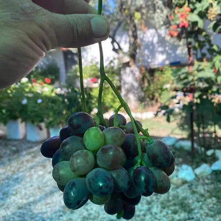 Luxury tent Egri Zeytin